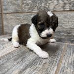 Kimber X Haggard Shepadoodles DOB 5/13/26 Leave Home 7/15/26