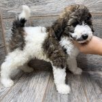 Kimber X Haggard Shepadoodles DOB 5/13/26 Leave Home 7/15/26