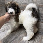 Kimber X Haggard Shepadoodles DOB 5/13/26 Leave Home 7/15/26