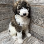 Kimber X Haggard Shepadoodles DOB 5/13/26 Leave Home 7/15/26