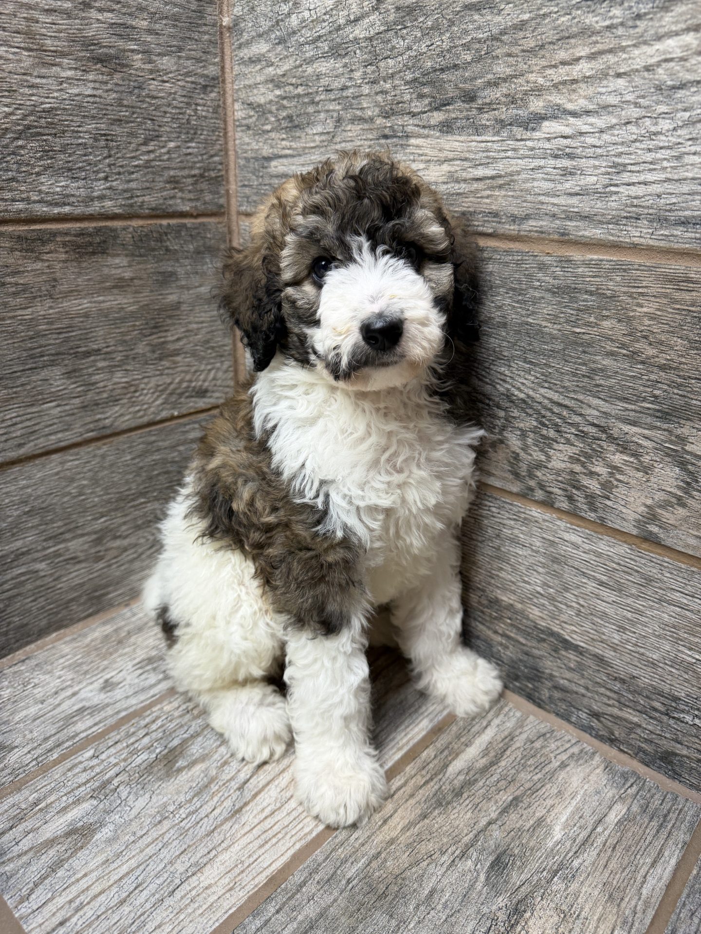 Kimber X Haggard Shepadoodles DOB 5/13/26 Leave Home 7/15/26